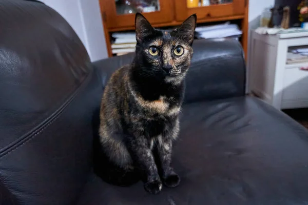 Цікавий Кіт Тортоїзелл Позує Чорному Шкіряному Дивані — стокове фото