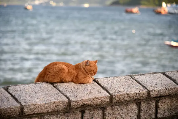 Tiro Foco Seletivo Gato Bonito Deitado Uma Superfície Pedra Beira — Fotografia de Stock