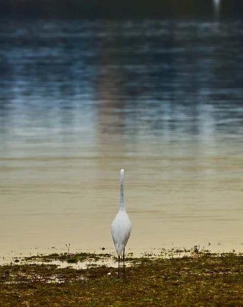湖のほとりに白い鶴の背景色 — ストック写真