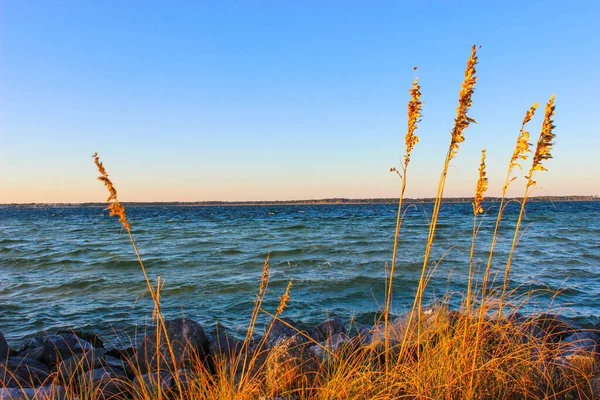 Belo Tiro Pôr Sol Sobre Lago Com Juncos — Fotografia de Stock