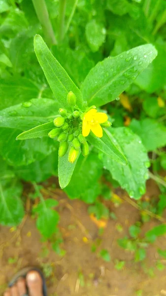 庭で成長している黄色の花の垂直クローズアップショット — ストック写真