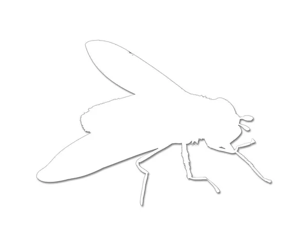 白色背景上的苍蝇的轮廓 — 图库照片