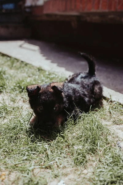 草の中にかわいい黒い子犬の垂直クローズアップショット — ストック写真