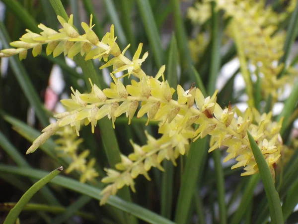 Tiro Close Dendrochilum Folhas Longas Flores Plantas Flor — Fotografia de Stock