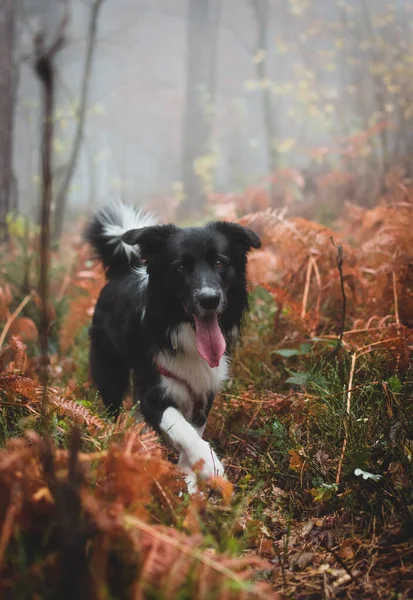 Eine Vertikale Aufnahme Von Border Collie Der Gras Wald Spaziert — Stockfoto