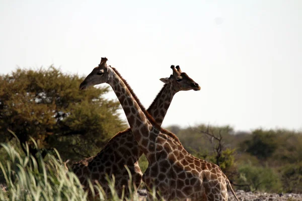 Низький Кут Пострілу Жирафів Джунглях Захоплених Протягом Дня — стокове фото