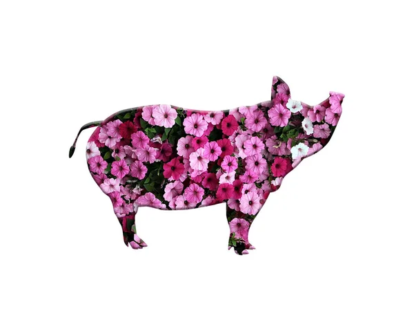 Ein Isoliertes Schwein Aus Rosa Petunienblüten Auf Weißem Hintergrund — Stockfoto