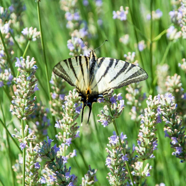 在田野里的薰衣草上的美丽稀有燕尾花的特写镜头 — 图库照片