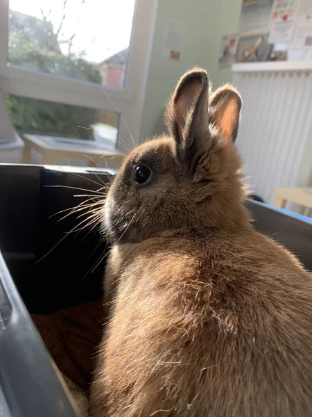 Een Closeup Verticaal Schot Van Een Schattig Bruin Konijn Zittend — Stockfoto