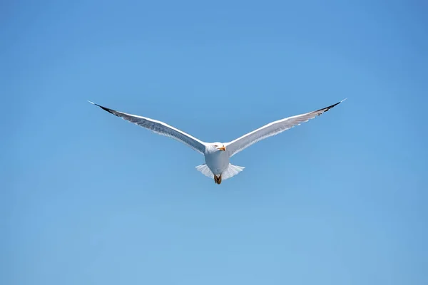 Tiro Ângulo Baixo Uma Gaivota Voando Sobre Mar Egeu Durante — Fotografia de Stock