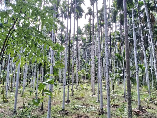 Tiro Perto Árvores Altas Crescendo Floresta — Fotografia de Stock