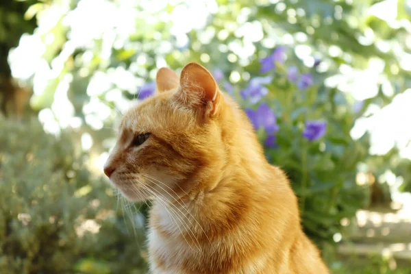 一只可爱的生姜猫在户外的选择性镜头 — 图库照片