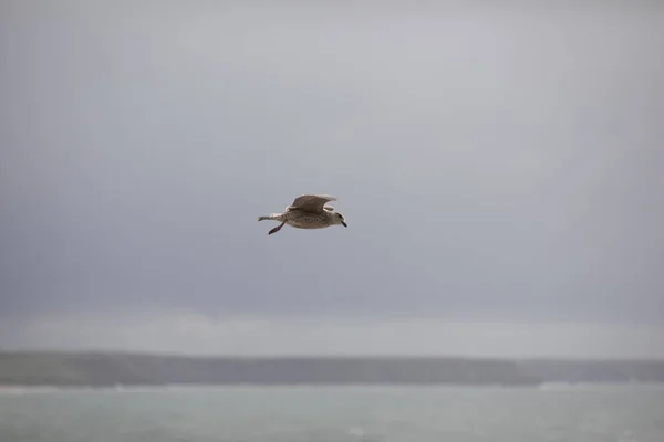 Selective Focus Shot Seagull Flying Sea — Stock Photo, Image