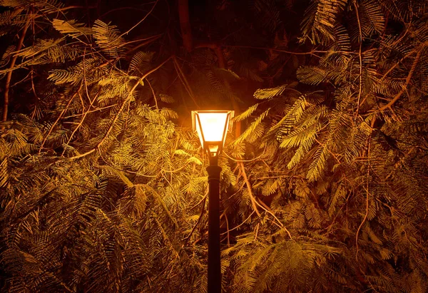 Uma Lanterna Rua Vintage Parque Noite — Fotografia de Stock