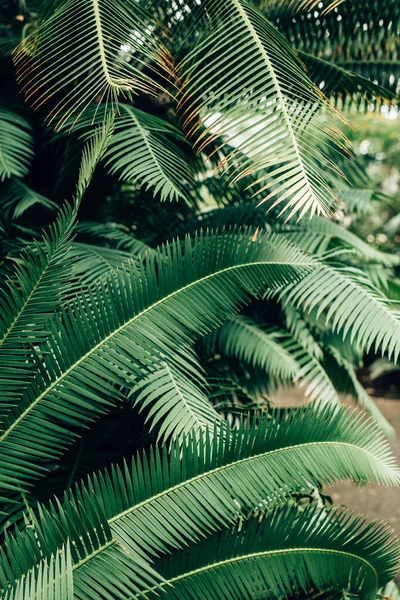 Plano Vertical Hojas Árboles Exóticos Jardín Casero Perfecto Para Fondo — Foto de Stock