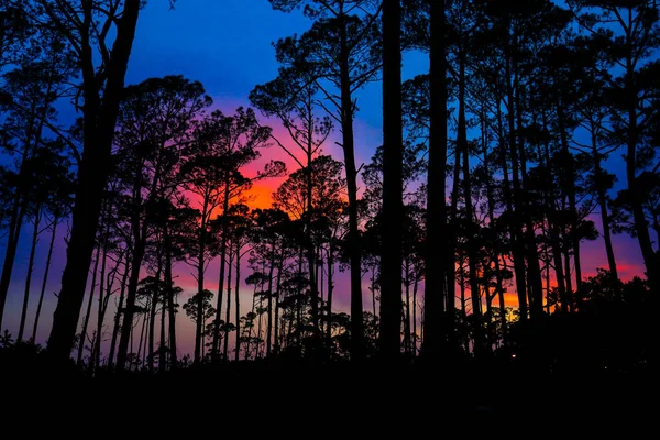 Una Hermosa Toma Una Puesta Sol Colores Brillantes Bosque — Foto de Stock