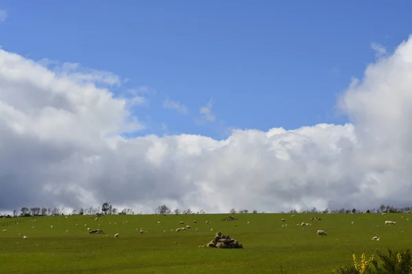 Ένα Κοπάδι Πρόβατα Βόσκουν Γρασίδι Μια Συννεφιασμένη Μέρα — Φωτογραφία Αρχείου