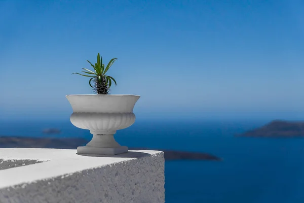 Selective Focus Shot Vase Tropical Plant Sea Background — Stock Photo, Image