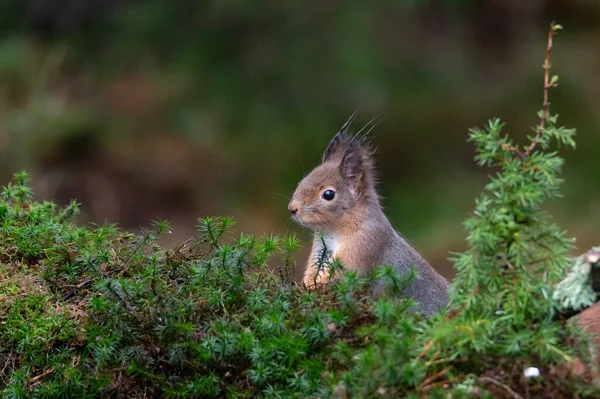 Närbild Nyfiken Söt Ekorre Som Kikar Bakom Mossan — Stockfoto