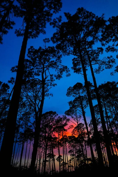 Вертикальний Знімок Яскравого Барвистого Заходу Сонця Лісі — стокове фото
