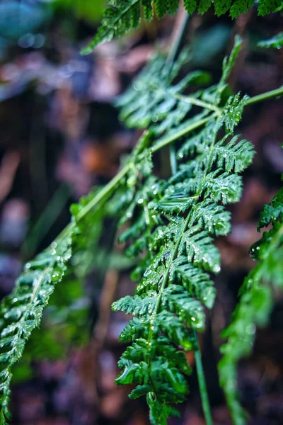 雨の後 森の中に緑のシダの選択的なフォーカスショットを残します — ストック写真