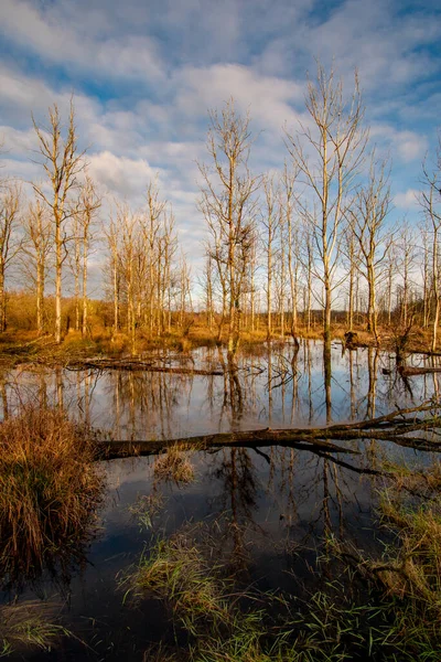 Majestueux Paysage Nuageux Dessus Marais Forestier Aux Reflets Nus Arbres — Photo