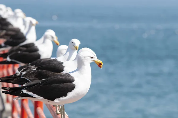 Gros Plan Une Rangée Mouettes Près Eau — Photo