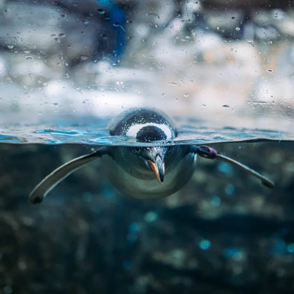 Pingüino Nadando Agua Clara Del Acuario — Foto de Stock