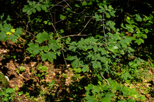 スロベニアのTriglav Parkに葉を持つ植物のクローズアップ — ストック写真