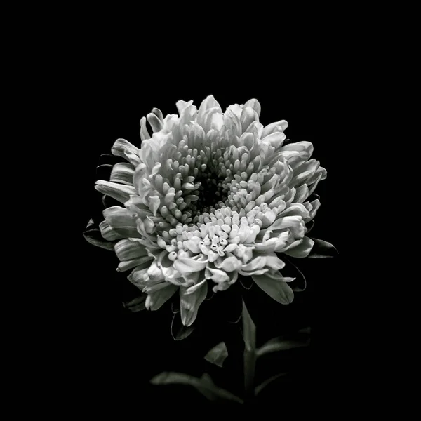 Eine Graustufenaufnahme Einer Chrysanthemenblüte Isoliert Auf Schwarzem Hintergrund — Stockfoto