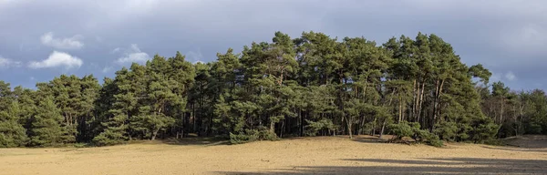 Panoramautsikt Över Sanddyn Pittoresk Utsikt Över Holländska Nationalparken Veluwe Med — Stockfoto