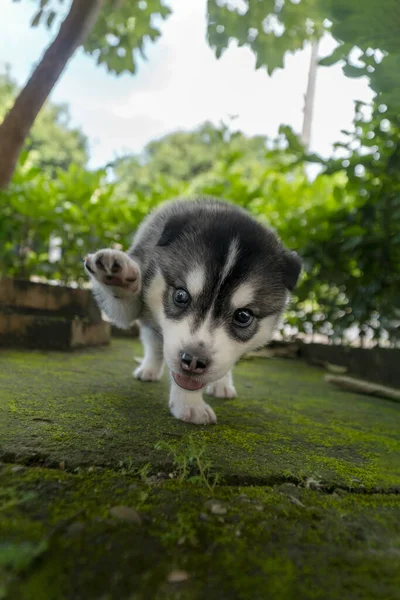 Tiro Close Vertical Filhote Cachorro Bonito Siberiano Husky Dando Sua — Fotografia de Stock