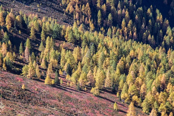 Impresión Otoñal Desde Las Montañas Austriacas Día Soleado Hermoso —  Fotos de Stock