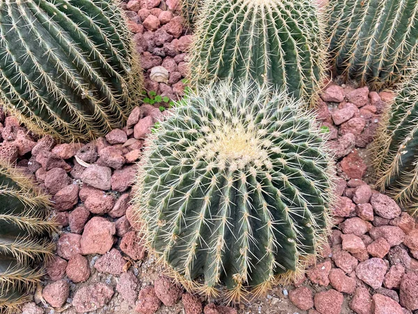 Een Hoge Hoek Shot Van Gouden Vat Cactus Met Scherpe — Stockfoto