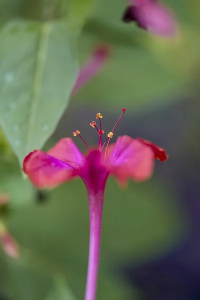 Pembe Mirabilis Çiçeğinin Dikey Odak Noktası — Stok fotoğraf