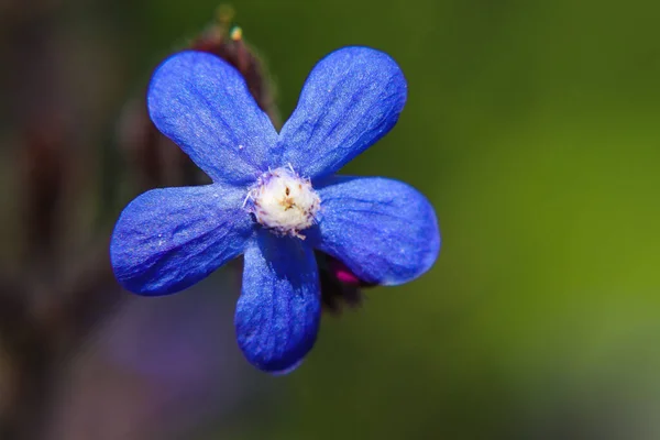 Macro Shot Blue Flower Italian Alkanet Abstract Background — Stock Photo, Image