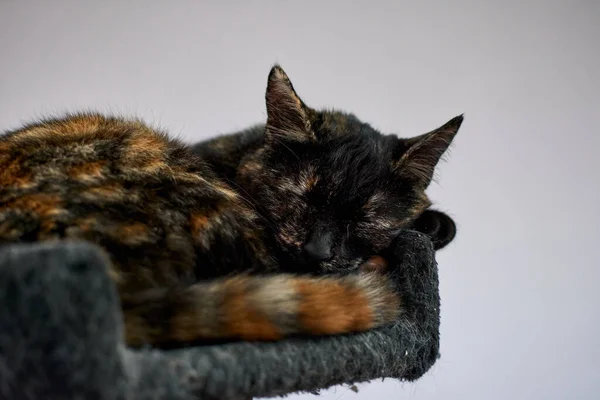 Egy Aranyos Tortie Macska Alszik Macska Faházban — Stock Fotó