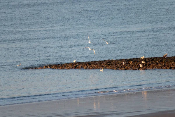 昼はドイツのノルデルニーの穏やかな海の上を飛んでいるカモメの群れ — ストック写真