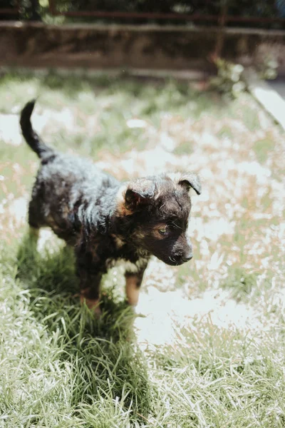 Çimenlikteki Sevimli Siyah Bir Köpeğin Dikey Yakın Çekimi — Stok fotoğraf