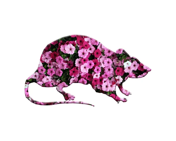 Иллюстрация Цветов Цветочная Роза Маргаритка Флора — стоковое фото