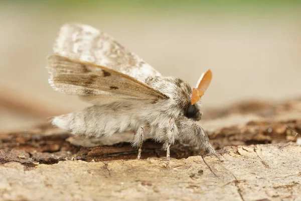 Macro Pale Tussock Moth — Stock Photo, Image