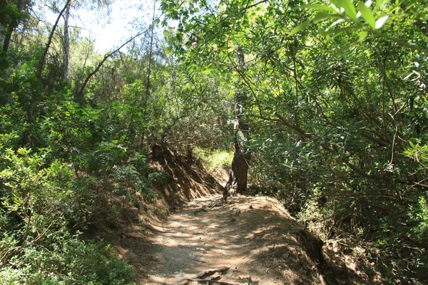 Ormandaki Yol Manzarası — Stok fotoğraf