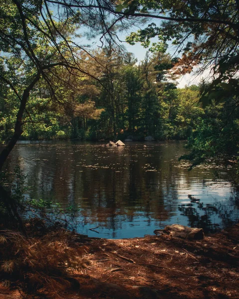 緑豊かな秋の植生に囲まれた小さな森の池の壮大な景色 — ストック写真