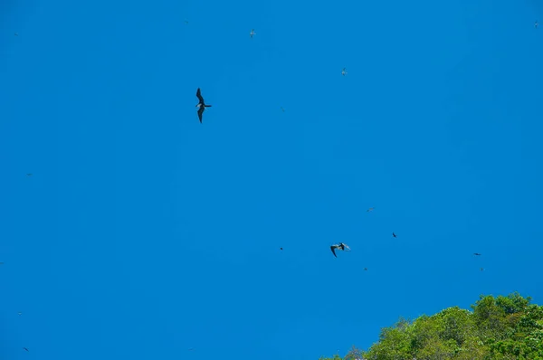 Die Vögel Fliegen Über Bäume Den Blauen Himmel — Stockfoto