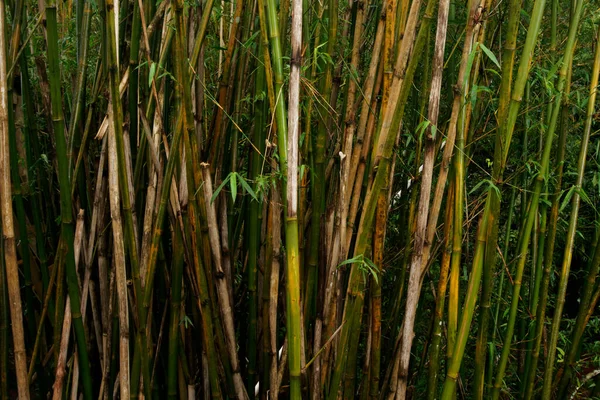 Bir Tarladaki Bambuların Yakın Plan Çekimi — Stok fotoğraf