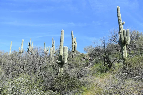 Plano Horizontal Paisaje Con Cactus Saguaro Desierto Sonora Norte Phoenix —  Fotos de Stock