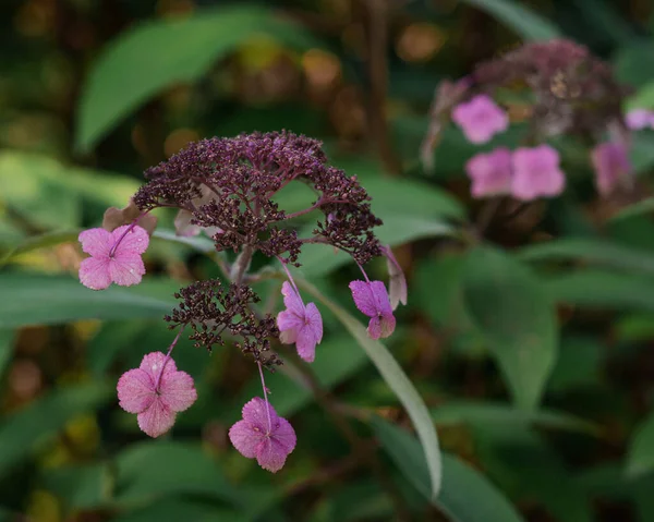 Primer Plano Una Flor Hortensia Jardín —  Fotos de Stock