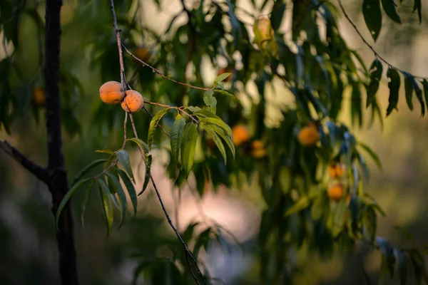 Gałąź Persimmon Drzewo Dorastające Parku Autumn — Zdjęcie stockowe