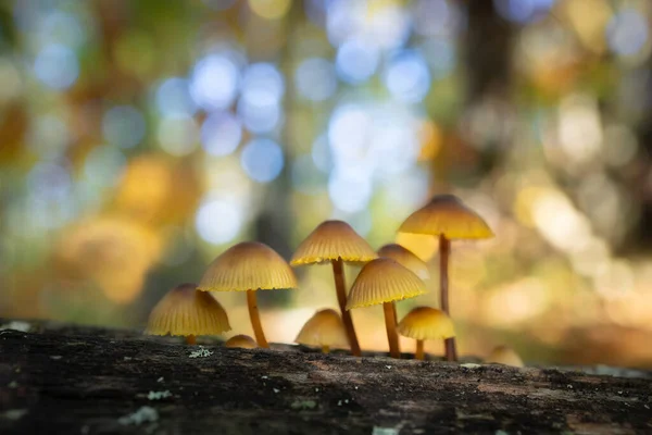 Foco Seletivo Cultivo Pequenos Cogumelos Mycena Tronco Árvore Floresta — Fotografia de Stock