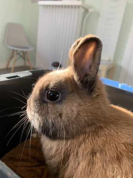 Portrait Vertical Lapin Brun Mignon Avec Petits Yeux Des Moustaches — Photo